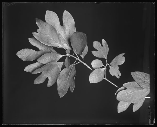 Sassafras variifolium.
Leaves