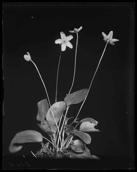 Parnassia caroliniana.
Flowers and leaves