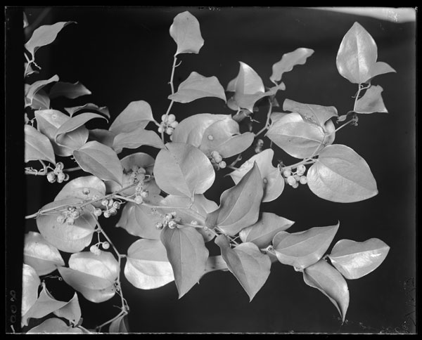 Smilax rotundifolia.
Fruits and leaves.