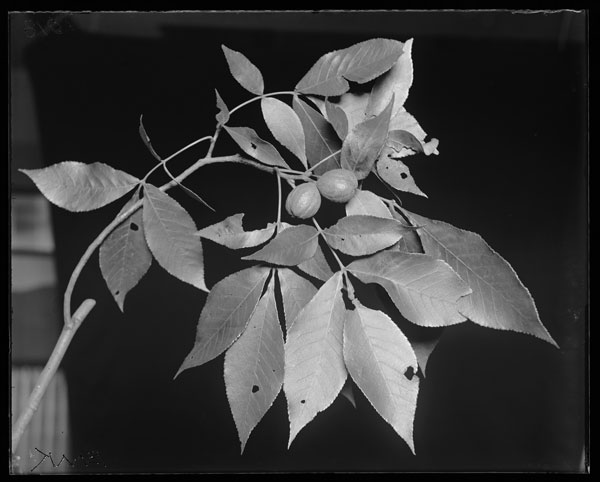 Carya glabra.
Fruits and leaves