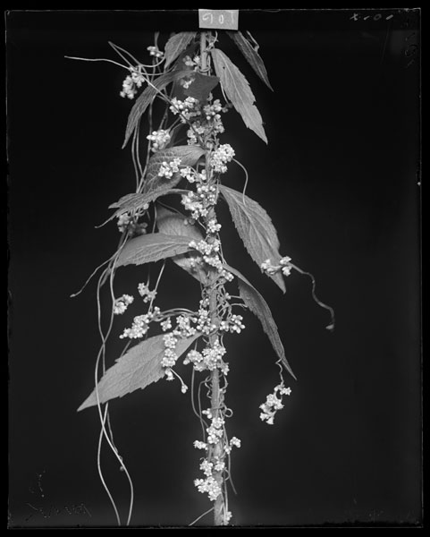 Cuscuta arvensis.
Flrs. on Solidago ulmifolia.