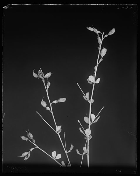 Baptisia tinctoria.
Fruits and leaves