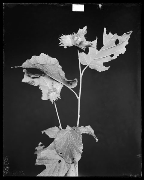Corylus americana.
Fruit and leaves