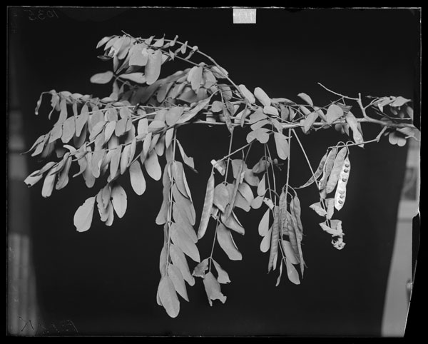 Robinia Pseudo-Acacia.
Fruit and leaves