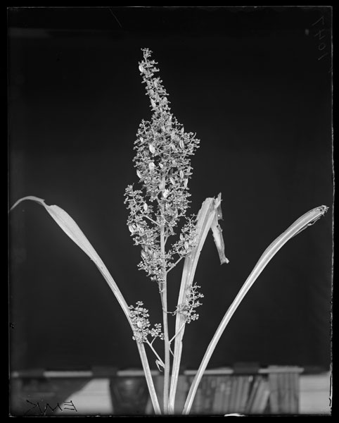 Melanthium latifolium.
Flowers and leaves