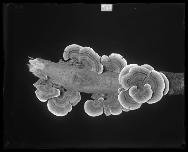 Polyporus (Polystichus) versicolor (Upper surface)