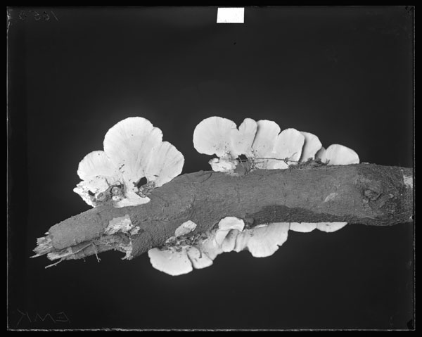 Polystichus versicolor.
Under surface
