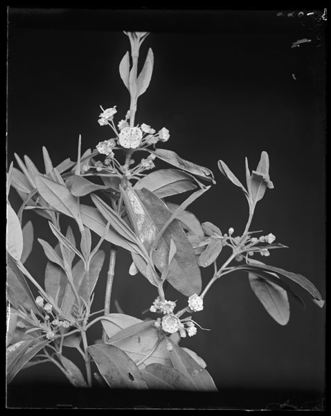Kalmia augustifolia