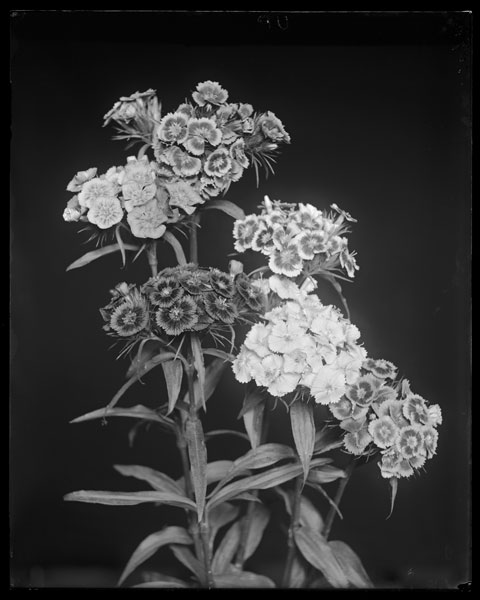 Dianthus barbatus var.