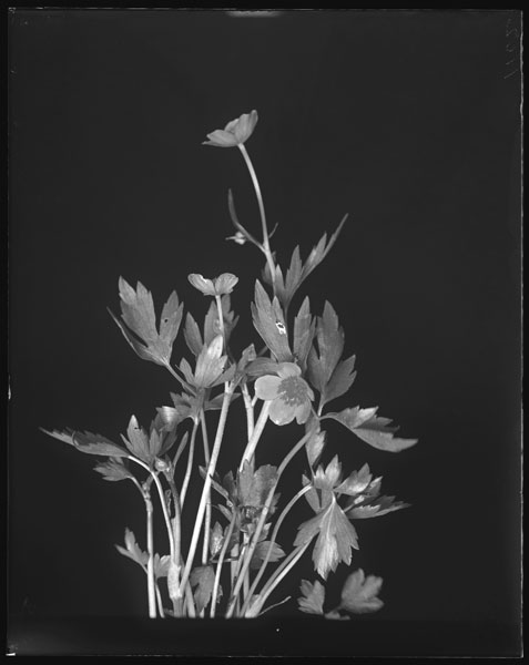 Ranunculus septentrionalis