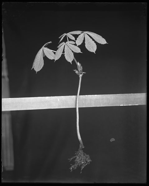Aesculus Hippocastanum.
Seedling - 2nd spring