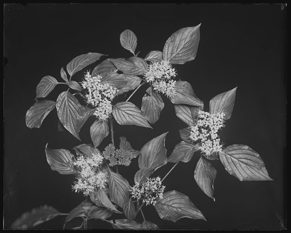 Cornus alternifolia.
Flowers