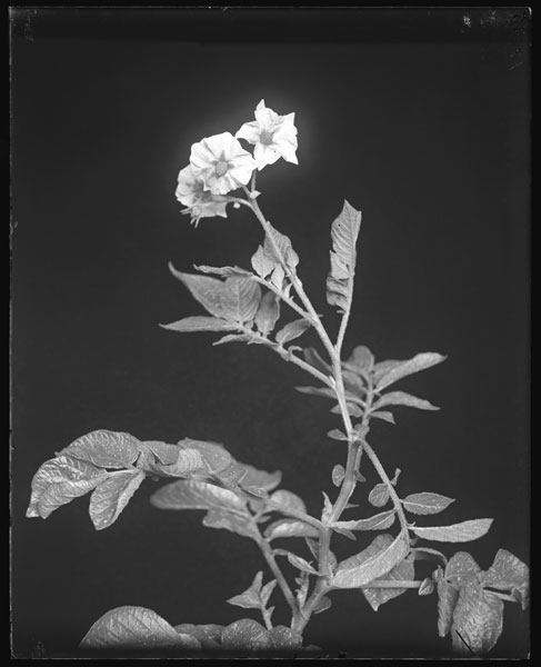 Solanum tuberosum.
Flowers.