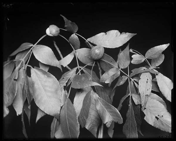 Carya glabra.
Fruit and leaves.