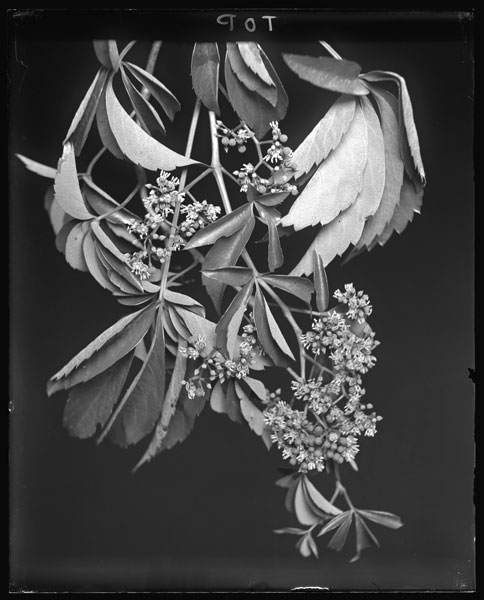 Parthenocissus quinquefolia.
Flowers.
