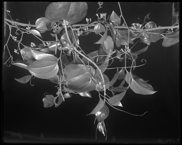 Smilax rotundifolia.
Flowers.