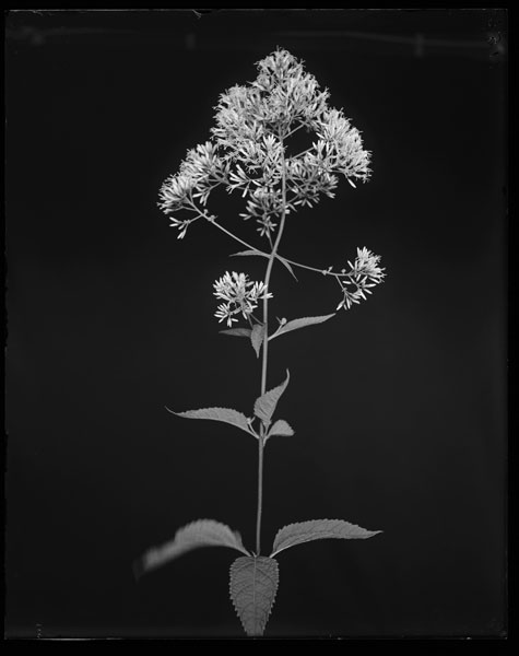 Eupatorium trifoliatum