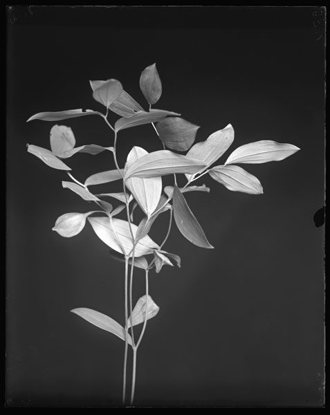 Oakesia sessilifolia.
Flowers and leaves