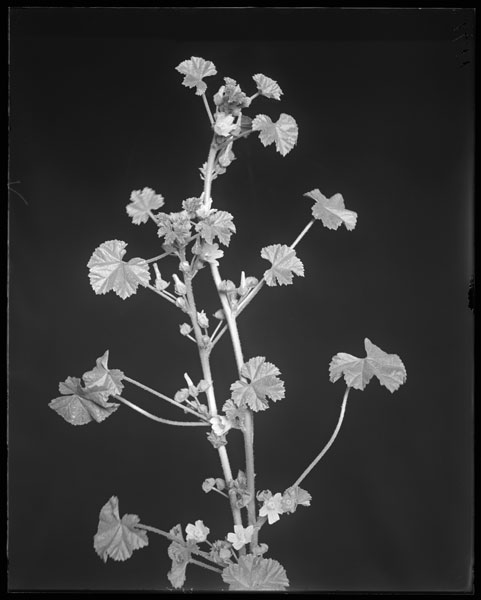 Malva rotundifolia