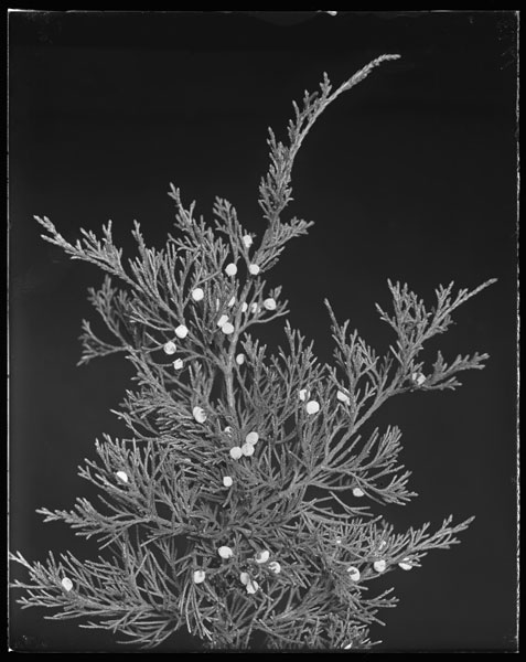 Juniperus virginiana.
Fruit