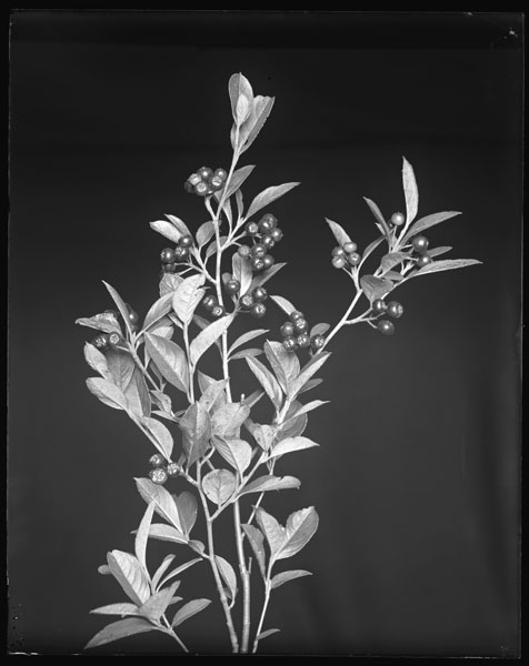 Aronia arbutifolia.
Fruit