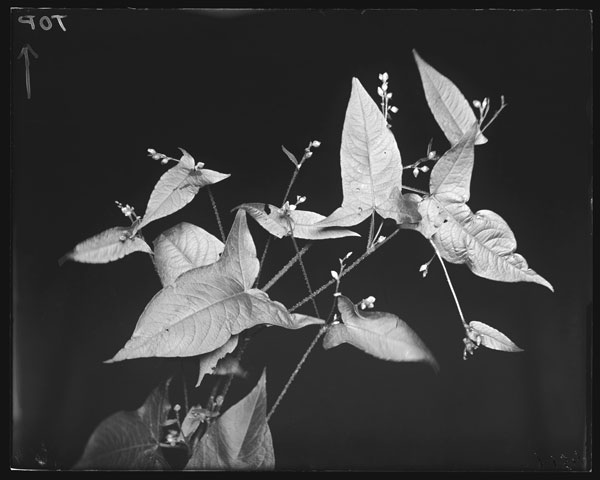 Polygonum arifolium