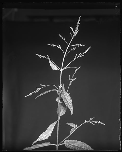 Verbena urticaefolia
