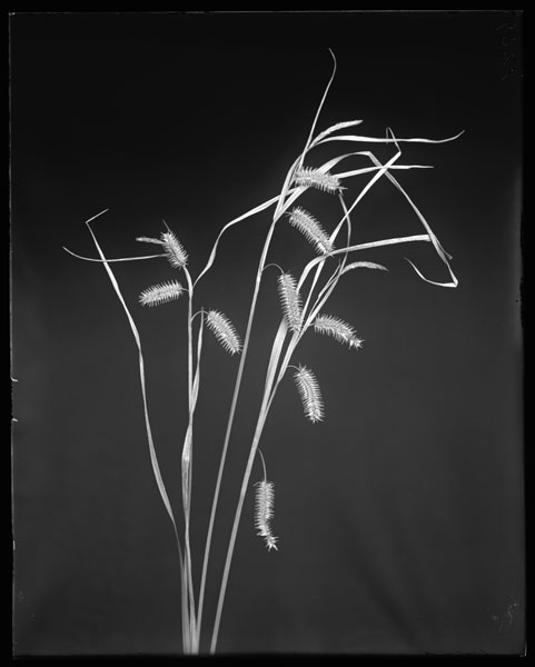 Carex gynandra