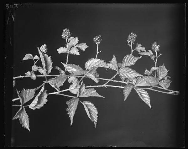 Rubus plicatifolius