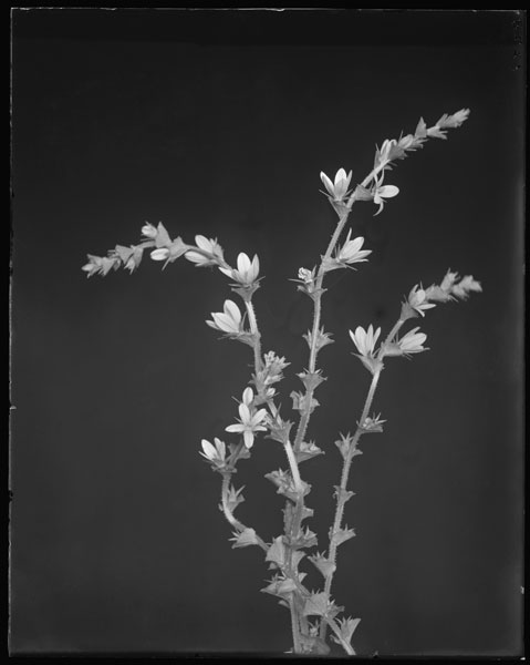 Specularia perfoliata