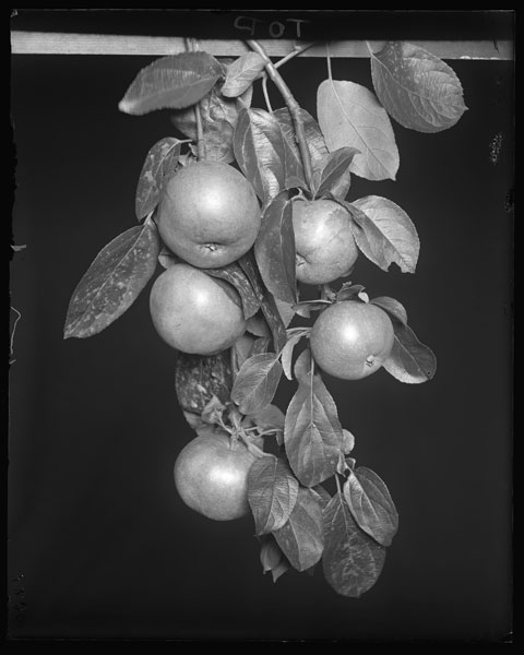 Pyrus Malus.
Fruit, var. "Gravenstein."