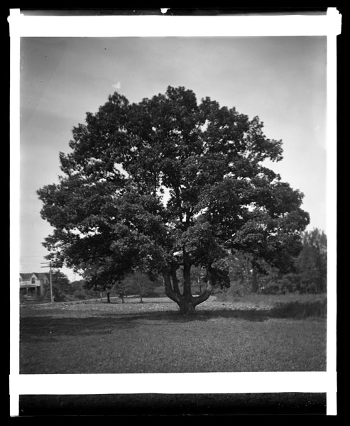 Quercus alba.
4 leaders vs. 1 main trunk