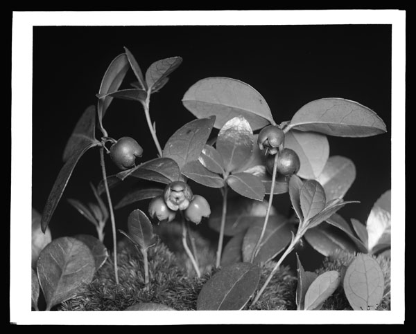 Gaultheria procumbens.
Fruit