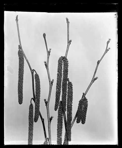 Corylus americana.
Flowers.