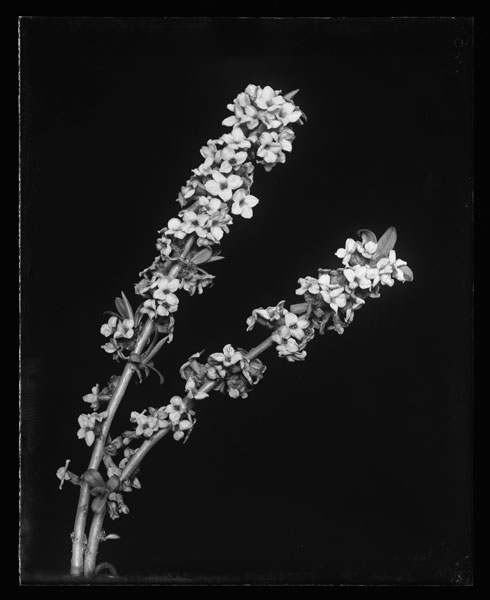 Daphne Mezereum.
Flowers.
