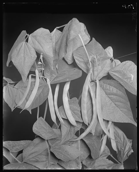 Phaseolus vulgaris (string beans)