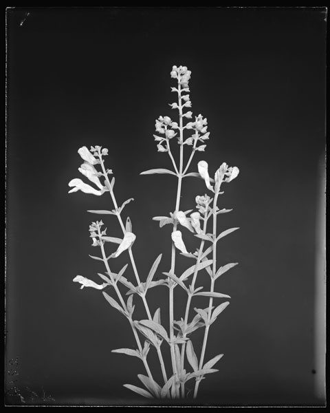 Scutellaria integrifolia