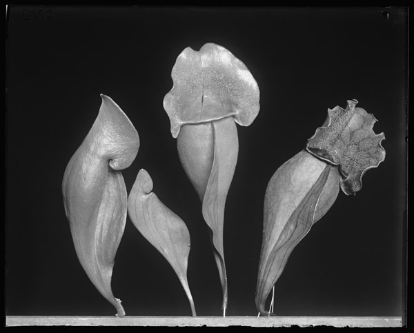 Sarracenia purpurea.
Leaves
