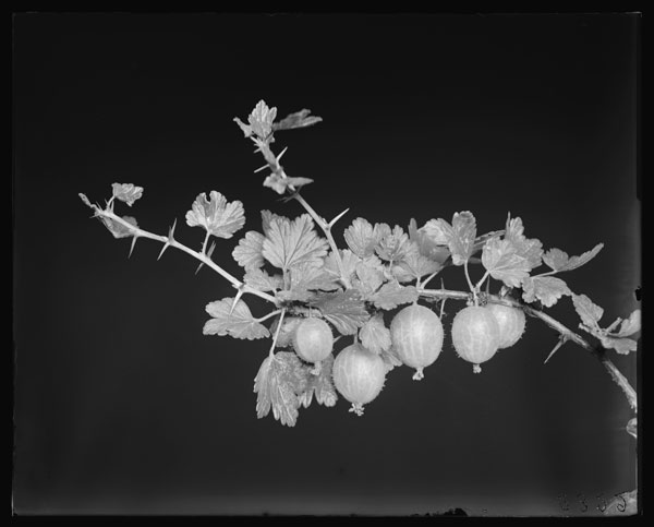 Ribes Grossularia
(Gooseberries)
