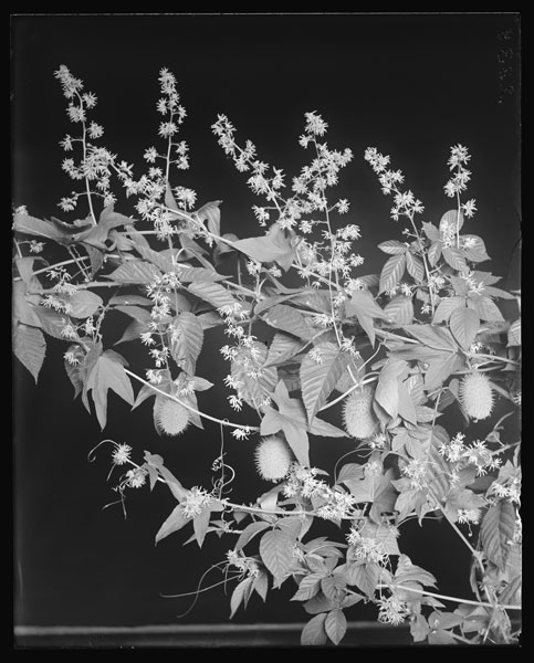 Echinocystis lobata.
Flowers, leaves and fruit