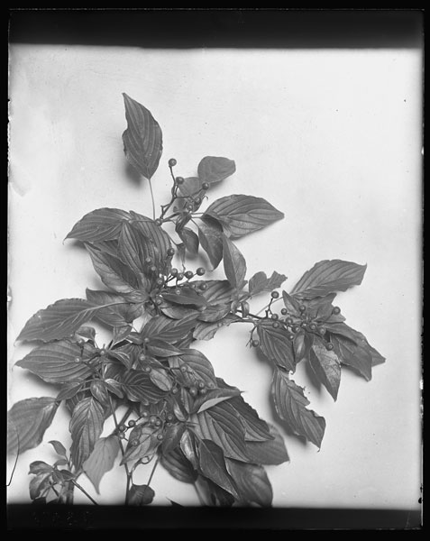 Cornus alternifolia.
Fruit