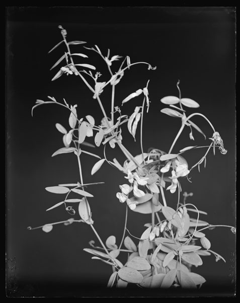 Lathyrus myrtifolius in bloom