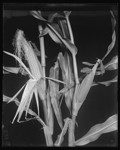 Golden-bantam corn