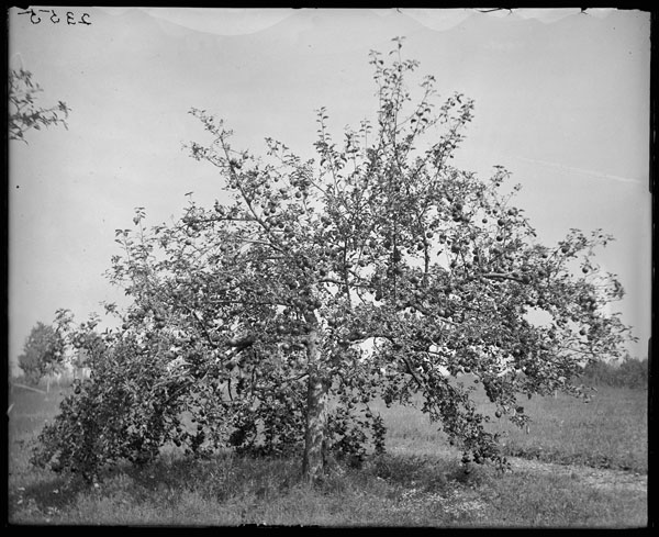 Baldwin apple tree.
In fruit