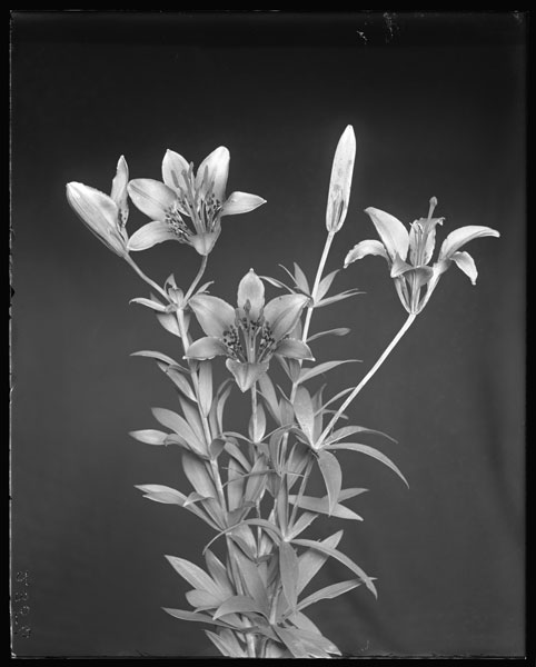 Lilium philadelphicum.