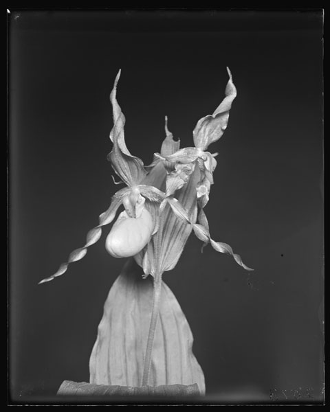 Cypripedium parviflorum var. pubescens.
Freak.