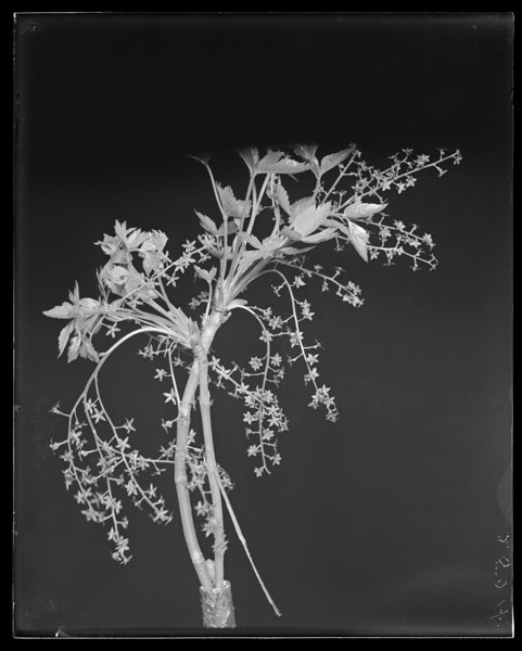 Xanthorrhiza apiifolia