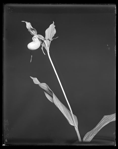 Cypripedium parviflorum