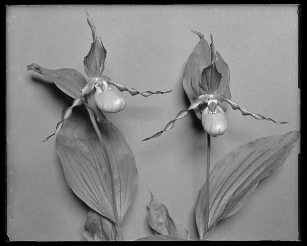 Cypripedium parviflorum var. pubescens