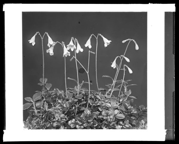 Linnaea americana.
Group of plants in flower in the open.
